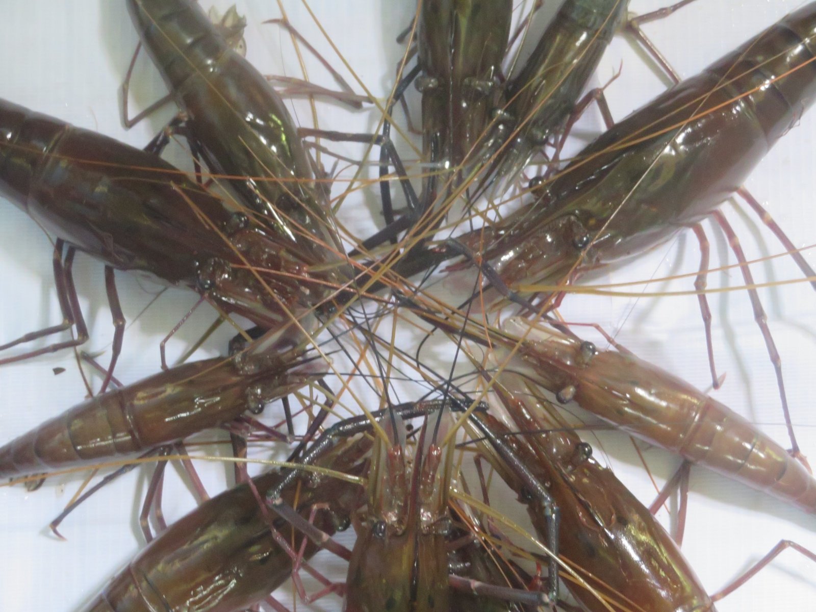 Udang galah 